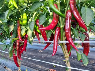 박찬규님의 나의 농사 필수품 소개하기 · 참여글 작성글 사진