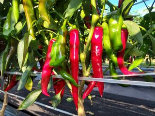 박찬규님의 나의 농사 필수품 소개하기 · 참여글 작성글 사진