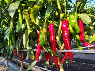 박찬규님의 나의 농사 필수품 소개하기 · 참여글 작성글 사진