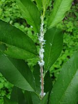 팜모닝 포도·병해충상담 게시글 이미지