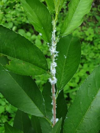 강희상님의 포도 · 병해충상담 작성글 사진
