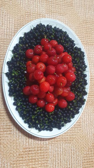 인생은 소풍처럼님의 토마토·일상 작성글 사진