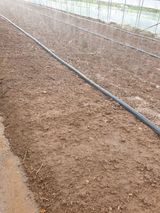 팜모닝 시금치·파종작업 게시글 이미지