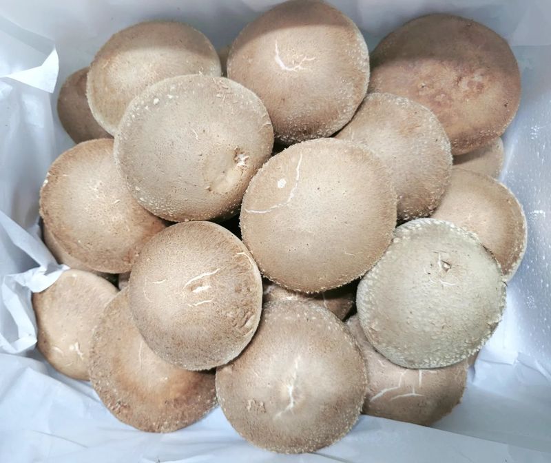 포동포동표고버섯농장님의 장터 판매 상품 [추석선물 셋트 예약받습니다~~] 첨부 사진