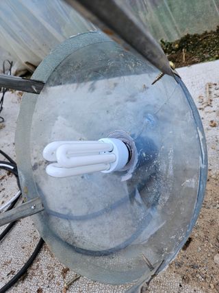 박종언님의 고추 · 일상 작성글 사진