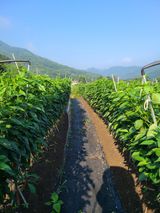 팜모닝 고추·수확 게시글 이미지