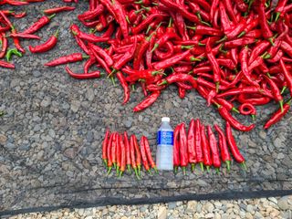 장광열님의 고추 · 수확 작성글 사진