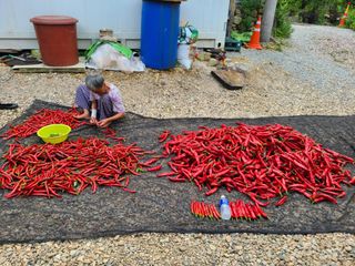 장광열님의 고추 · 수확 작성글 사진