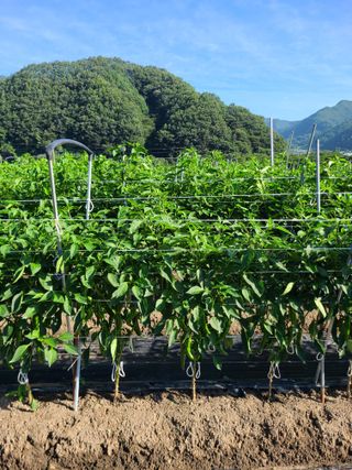 장광열님의 고추 · 수확 작성글 사진