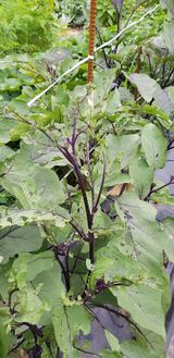 팜모닝 기타작물·병해충상담 게시글 이미지