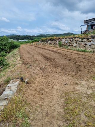 그린1505님의 옥수수 · 자유게시판 작성글 사진