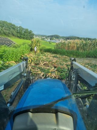 그린1505님의 옥수수 · 자유게시판 작성글 사진