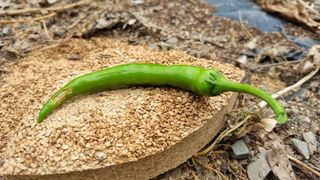 무룡농장님의 고추 · 병해충상담 작성글 사진