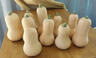 정진해님의 호박 · 자유게시판 작성글 사진