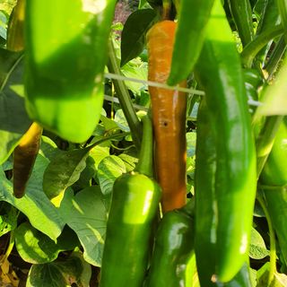 박철환 님의 고추 · 병해충상담 작성글 사진