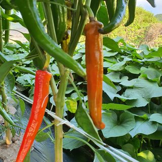 박철환 님의 고추 · 병해충상담 작성글 사진