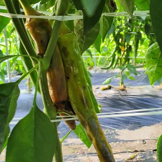 박철환 님의 고추 · 병해충상담 작성글 사진