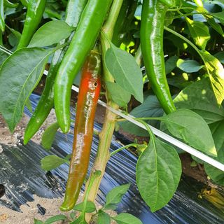 박철환 님의 고추 · 병해충상담 작성글 사진