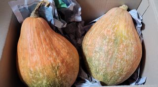 김중언님의 호박 · 자유게시판 작성글 사진