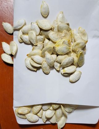 김중언님의 호박 · 자유게시판 작성글 사진