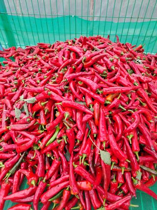 강정희님의 고추 · 수확 작성글 사진