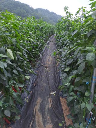 강정희님의 고추 · 수확 작성글 사진