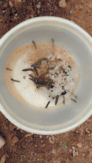 복숭아18681님의 팜모닝 병해충 연구회 · 병해충상담 작성글 사진