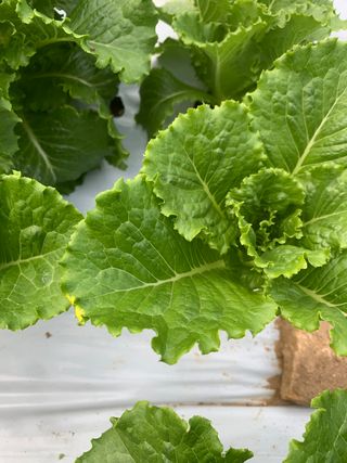 박천수님의 상추 · 병해충상담 작성글 사진