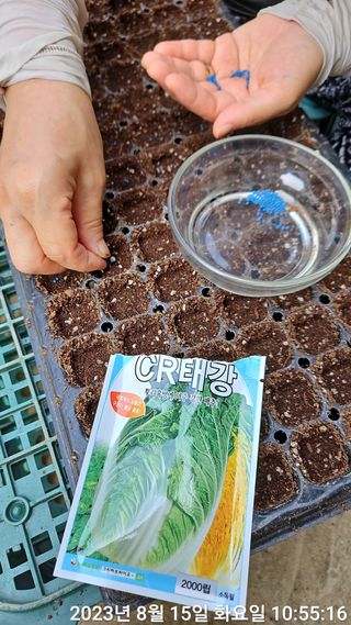 수환이네농장님의 배추 · 일상 작성글 사진