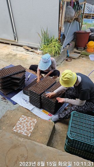 수환이네농장님의 배추 · 일상 작성글 사진
