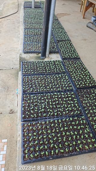 수환이네농장님의 배추 · 일상 작성글 사진