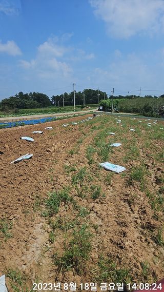 수환이네농장님의 배추 · 일상 작성글 사진