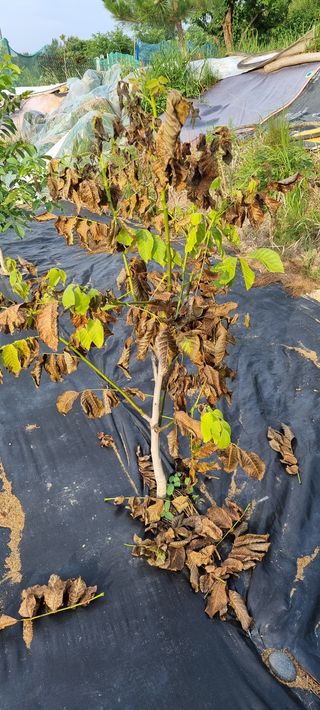 윤섭님의 기타작물 · 병해충상담 작성글 사진