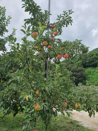 이훈희님의 사과 · 일상 작성글 사진