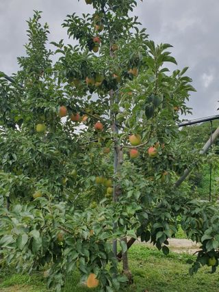 이훈희님의 사과 · 일상 작성글 사진