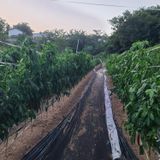 팜모닝 고추·수확 게시글 이미지