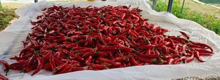 해안로님의 고추 · 수확 작성글 사진