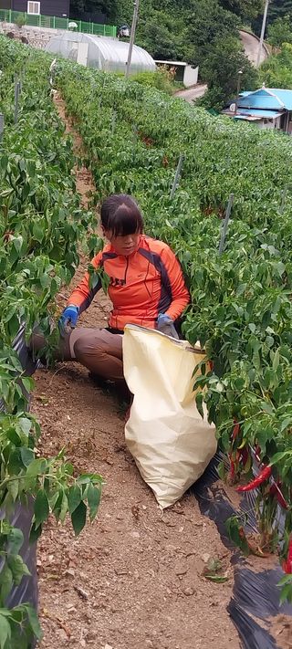 이일철 조이산골님의 고추 · 수확 작성글 사진