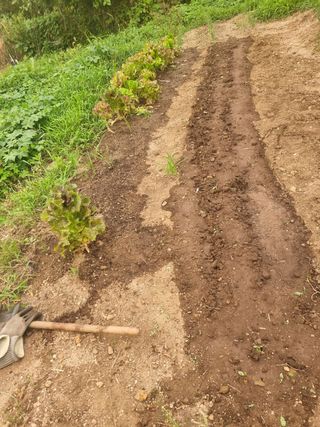 구평쿠키요정님의 고추 · 영농일지 작성글 사진