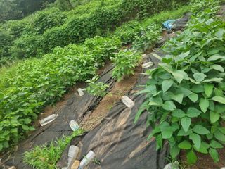 구평쿠키요정님의 고추 · 영농일지 작성글 사진