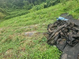 구평쿠키요정님의 고추 · 영농일지 작성글 사진