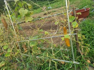 구평쿠키요정님의 고추 · 영농일지 작성글 사진