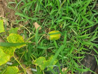 구평쿠키요정님의 고추 · 영농일지 작성글 사진