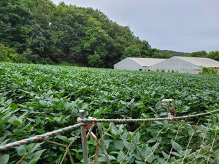 아리랑님의 콩 · 영농일지 작성글 사진