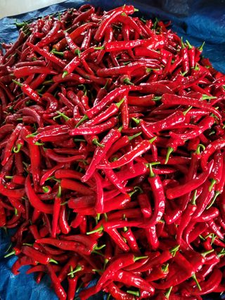 행복님의 고추 · 영농일지 작성글 사진