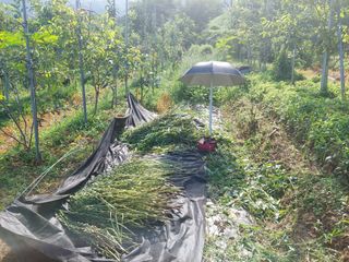 정규상님의 참깨 · 자유게시판 작성글 사진