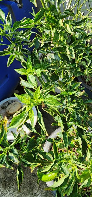 감11845님의 고추 · 비료•농약 작성글 사진