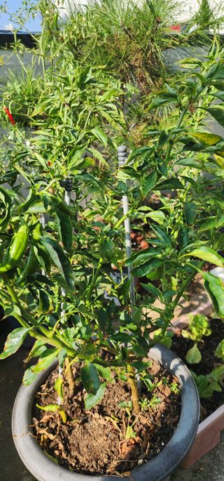 감11845님의 고추 · 비료•농약 작성글 사진