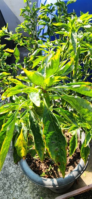 감11845님의 고추 · 비료•농약 작성글 사진