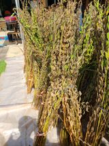 팜모닝 참깨·병해충상담 게시글 이미지